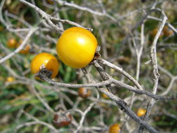 Image de Solanum elaeagnifolium Cav.