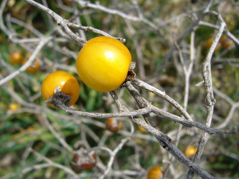 Imagem de Solanum elaeagnifolium Cav.