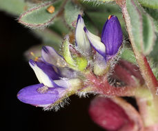 Imagem de Lupinus brevicaulis S. Watson