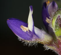 Image of shortstem lupine