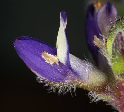 Imagem de Lupinus brevicaulis S. Watson