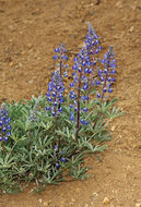 Sivun Lupinus nevadensis A. Heller kuva