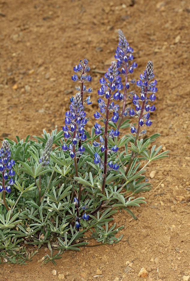 Image of Nevada lupine