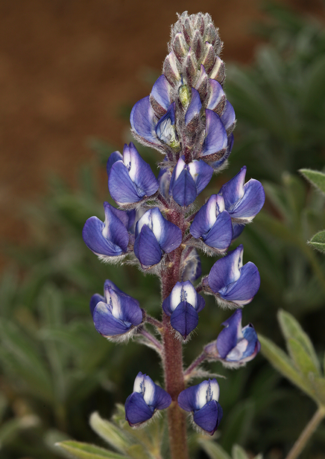 Sivun Lupinus nevadensis A. Heller kuva