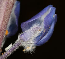 Image of Nevada lupine