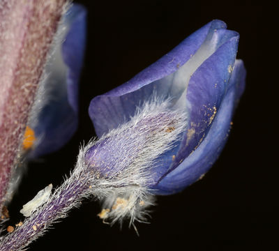 Sivun Lupinus nevadensis A. Heller kuva