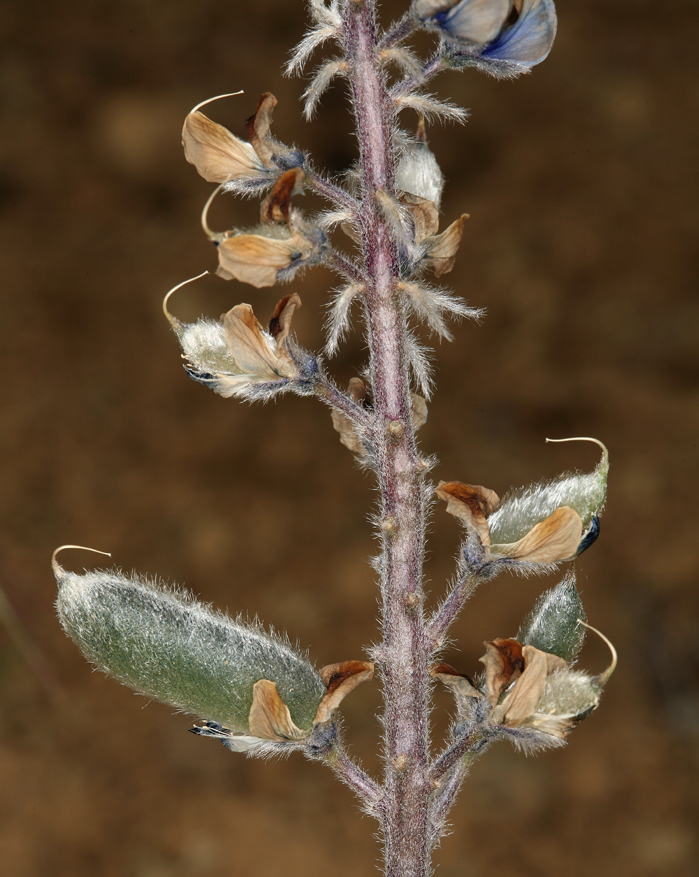 Sivun Lupinus nevadensis A. Heller kuva