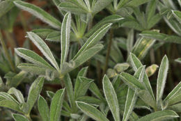 Sivun Lupinus nevadensis A. Heller kuva