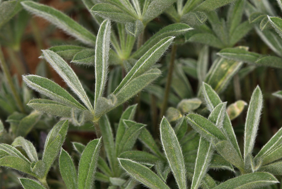 Image of Nevada lupine