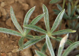 Sivun Lupinus nevadensis A. Heller kuva