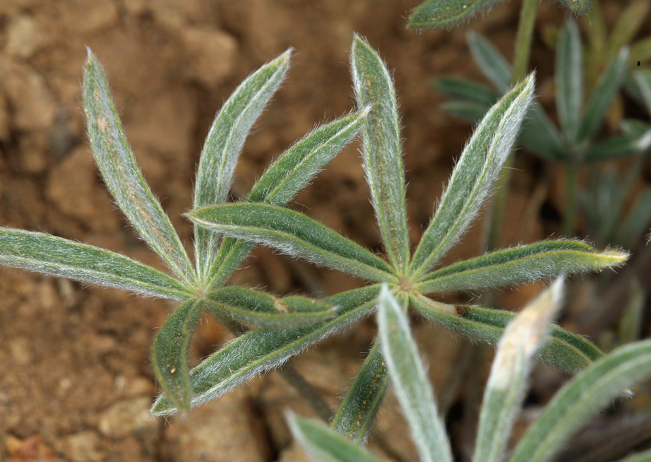 Sivun Lupinus nevadensis A. Heller kuva