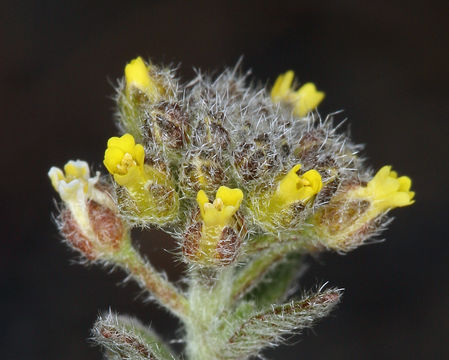 Sivun Alyssum simplex Rudolphi kuva