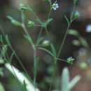 Image of dwarf-flax