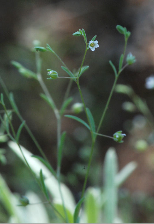 Image of smallflower dwarf-flax