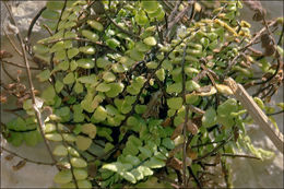 Image of Asplenium trichomanes subsp. inexpectatum Lovis