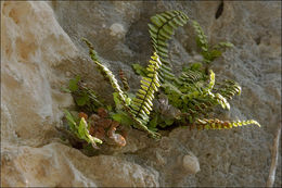 Image de Asplenium trichomanes subsp. inexpectatum Lovis