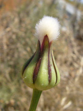 Image of prickly golden-fleece