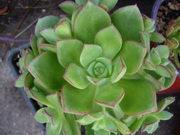 Image de Aeonium haworthii Salm-Dyck ex Webb & Berth.