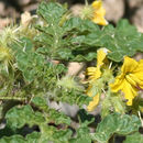 Image of <i>Solanum rostratum</i>