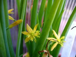 Imagem de Bulbine frutescens (L.) Willd.