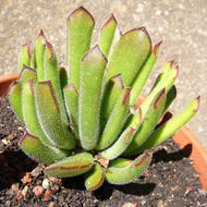 Image of Cotyledon campanulata Marloth