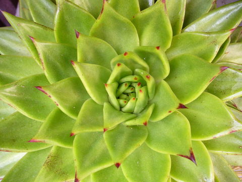 Image of Echeveria agavoides Lem.