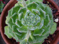 Image of <i>Echeveria ciliata</i>
