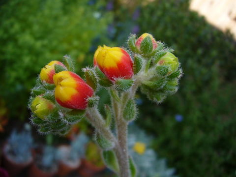 Image of <i>Echeveria ciliata</i>