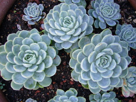 Image of Echeveria elegans Rose