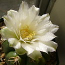 Image of Gymnocalycium denudatum (Link & Otto) Pfeiff. ex Mittler