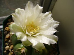 Image of Gymnocalycium denudatum (Link & Otto) Pfeiff. ex Mittler