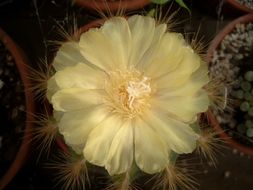 Image of Notocactus magnificus