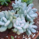 Image of Pachyphytum