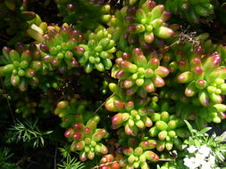 Sedum rubrotinctum R. T. Clausen resmi