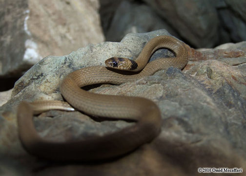 Image of Collared Dwarf Racer