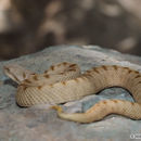 Image of Lar Valley viper