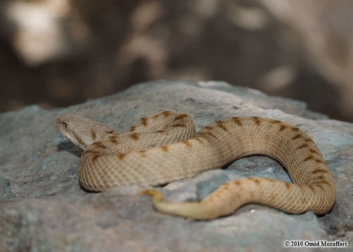 Plancia ëd Montivipera latifii (Mertens, Darewsky & Klemmer 1967)