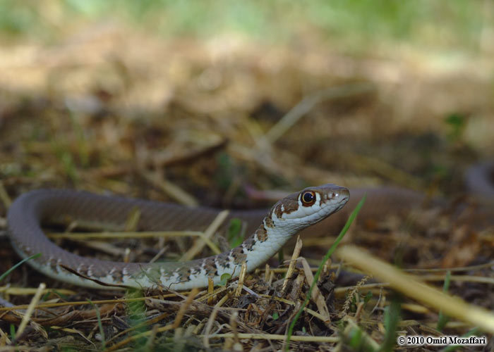 صورة Platyceps najadum (Eichwald 1831)