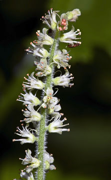 Image of Oregon bensoniella