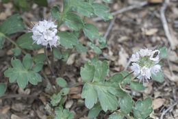 Image de Hydrophyllum occidentale (S. Wats.) A. Gray