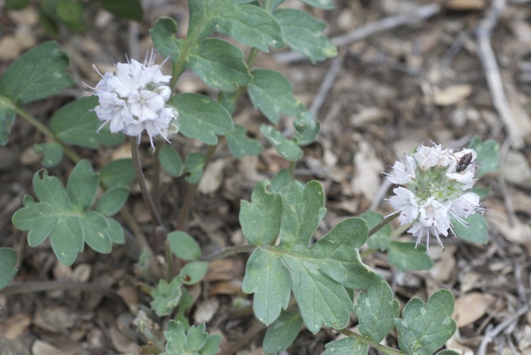 Imagem de Hydrophyllum occidentale (S. Wats.) A. Gray