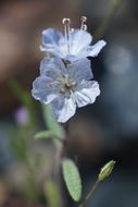 Image de Phacelia pringlei A. Gray