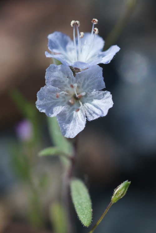 Image de Phacelia pringlei A. Gray