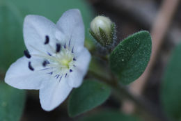 Howellanthus dalesianus (J. T. Howell) Walden & R. Patt. resmi