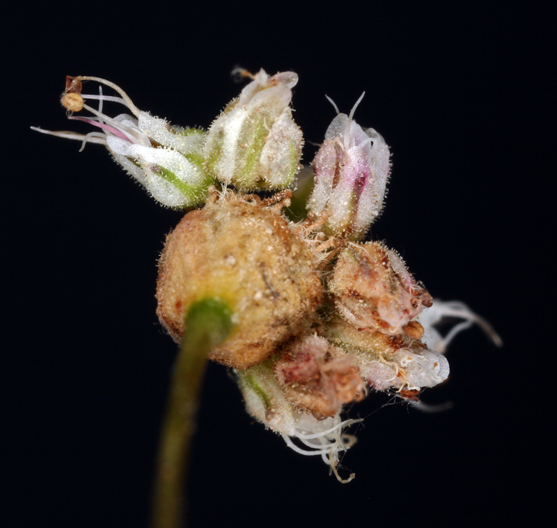 Image of anglestem buckwheat