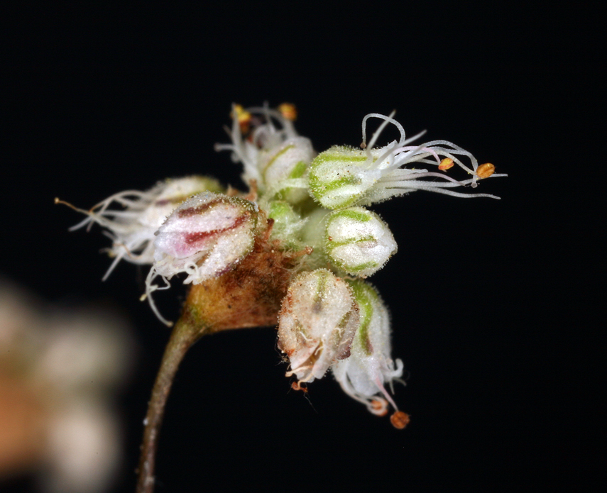 Image of anglestem buckwheat