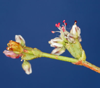 Image of Pahrump Valley buckwheat