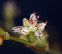 Image of Pahrump Valley buckwheat