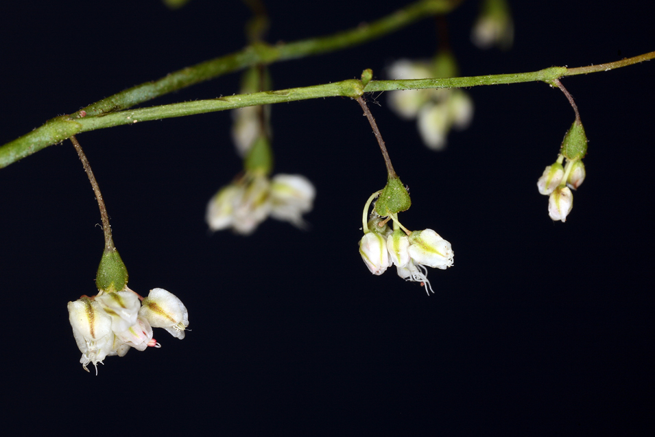 Image of Parry's buckwheat