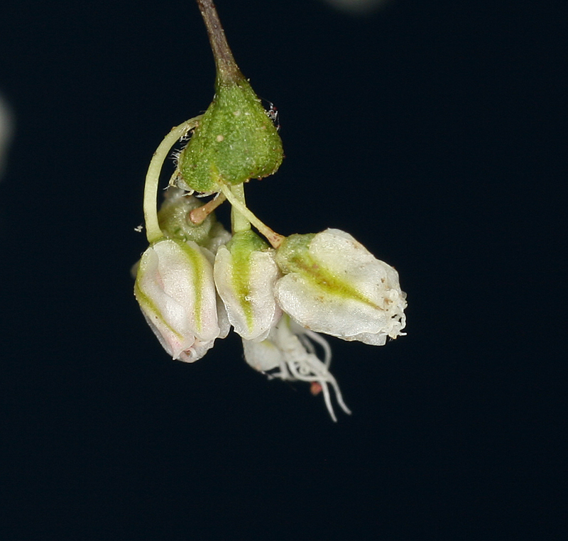 Image of Parry's buckwheat